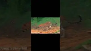 tiger crossing the road social story #wildlife #tiger #jungle #animals