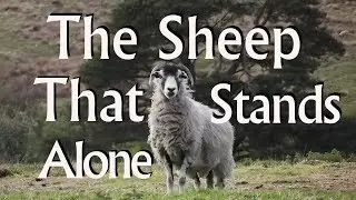 The Sheep That Stands Alone - Mike Fowler, fingerstyle guitar