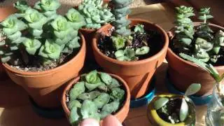 Succulents Rooting in Water & New Crassula Cuttings