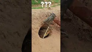 Catch quails like a pro! 🐦 Easy trap setup! #QuailTrap #Hunting