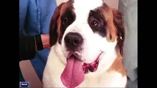 Vet Emergency (Year 1)