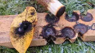 Ember a day challenge DecEMBER day 1(bowdrill fire)