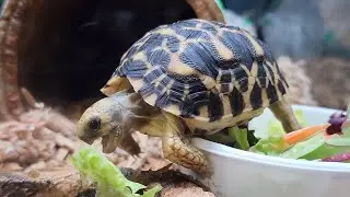 A Cute Baby Star Tortoise Eating Its Dinner