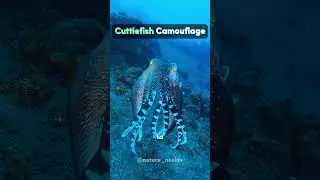 Cuttlefish Camouflage