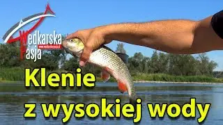 Klenie z wysokiej wody #98 | wakacyjny spinning nad rzeką | woblery do połowu  kleni HD