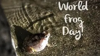 World Frog Day and the Frogs in Tucson
