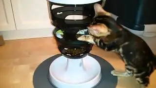 Nanouk holt sich Futter aus dem Futterturm