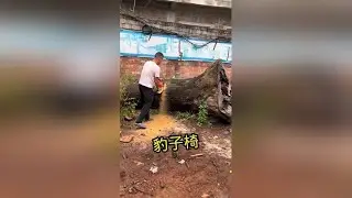 豹子椅