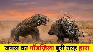 KOMODO DRAGON vs PORCUPINE | जंगल का गॉडज़िला बुरी तरह हारा! | Real Fight Explained