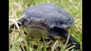 Saving Australia's freshwater turtles