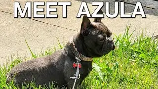 French Bulldog - Meet Azula My Blue Frenchie