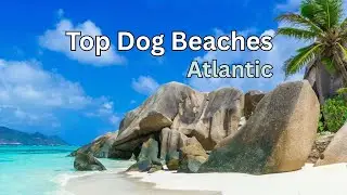 🐾🌴 Top Pet-Friendly Beaches on the Atlantic Ocean 🐕 | Best Dog Beaches from Maine to Florida!🌊