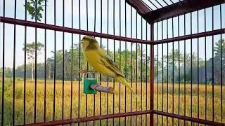 Best Canary Training Song 