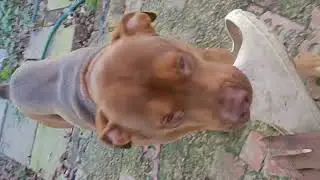 Bull pup in training