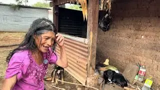 Do&ntilde;a Julia y sus DOS PERROS | Bob y el Negro