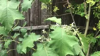 We Grew Thai Pea Eggplants September 12th 2021