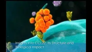 Insights into CCL22: Its Structure and Biological Impact