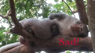 Broken Heart! Pity Monkey Sleeping On High Tree, Looking very Sad,Hi Is so tired,Adorable Macaque