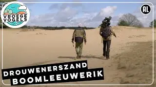 Boomleeuweriken op de heide van het Drouwenerzand  | TV | Vroege Vogels