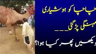 Camel Qurbani Gone Wrong | Camel Hit Man