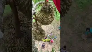 How Durian Fruit Is Harvested Safely | One of the World&rsquo;s Most Dangerous Fruits