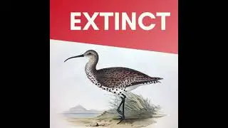 The Slender-billed curlew (N tenuirostris) declared&nbsp;extinct species of migratory bird#IUCNOCT2025