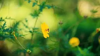 Blossoming Beauty: Captivating Natural Patterns