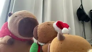 Adopting a new family member (New capybara adoption Part 2)