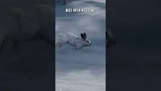 rabbit