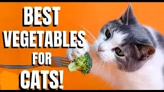 Top 10 Best Vegetables For Cats