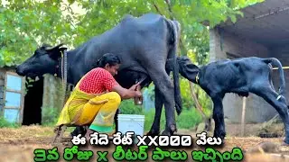 ఈ బుఫెలో పాలు చూస్తే షాక్ అవుతారు | 3వ రోజు వీడియో - Anitha Vlogs ! 