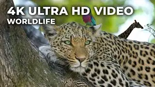 The Untold Stories of the Jungle: A Thrilling Chronicle of Tigers, Deer, and Wildlife.