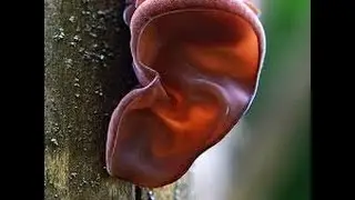Jews Ear - Oreja de Judas