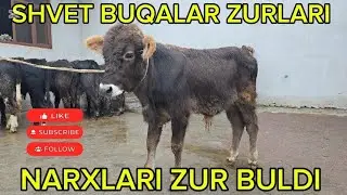 YANGI PARTIYA  ABDULVOSIT SHVET BUQALAR YEMGA TAYYOR VA KUCHAT BUQALAR NARXLARI ARZON QIVARDI 