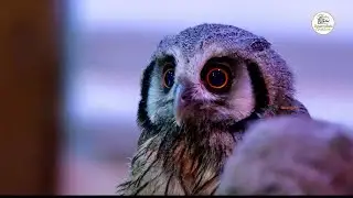 Bosompixels Photography: Owl Rescue Mission Part II