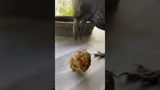 A Bit About Enrichment #enrichment #shorts #animals