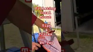 Pt. Two - Filleting Coral Trout- Tips & Tricks #shorts #fishing #fillet #tips