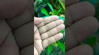 Dorestenia Plant Crispa Seeds Collection #dorstenia #plant #seeds #youtubeshorts