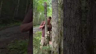 Pro Tips for Finding Oyster Mushrooms in the Wild #oystermushrooms #foraging #mushrooms