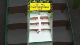 Ant Collective Intelligence Test EP 3