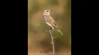 Stoliczka's bushchat
