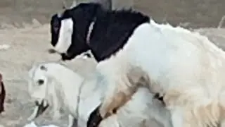Two goat fighting mode @desertanimals123 #goat #youtubeshorts #animals #subscribemychannel 