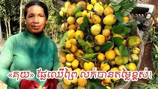 «គុយ» ផ្លែឈើព្រៃ លក់បានតម្លៃខ្ពស់!