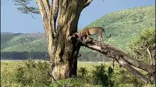 Best Kenya Safari Tour 2026&ndash;2030  Leopard Sightings Big Five & Masai Mara Experience