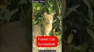 *Rare Jungle Cat Spotted Walking in Sundarbans | Elusive Wild Cat Real Footage*