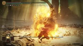 NG7+ Consort Parry + Placi