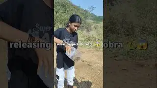 Releasing spectacle cobra 🐍😱 #spectaclecobra #cobra #sarpmitra #snakegirl #dhakadgirl