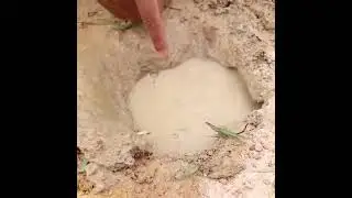 Python Attack Catch Fishes On Deep Hole II #snacks #fish #python #attack