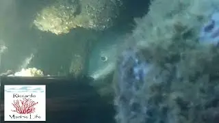 GROSSO GRONGO, TANA DIFFICILE pesca sub spearfishing