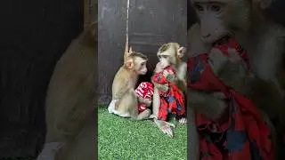 Both baby sit play together #video #monkey #funny #baby #pets #animals